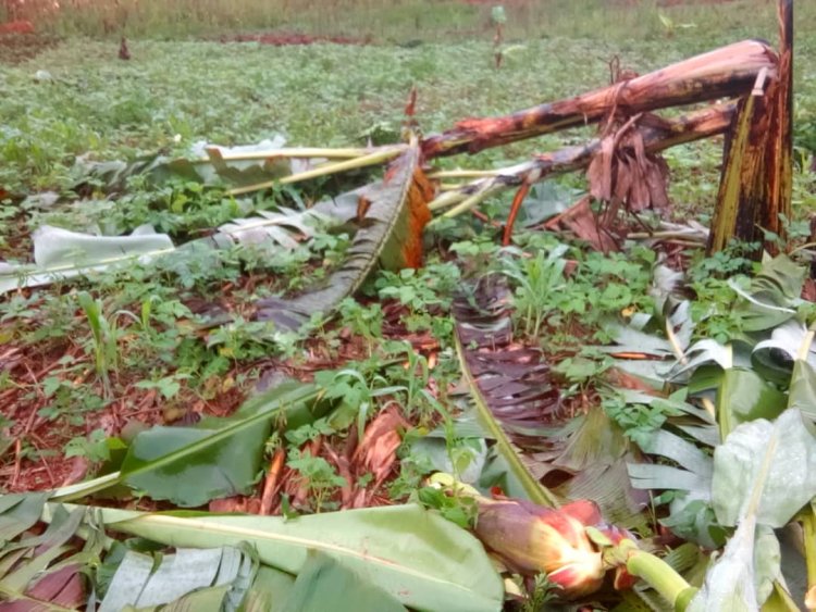 Rutsiro:  Ushinzwe umutekano yaubuze kuko bwacyeye asanga bamutemeye urutoki