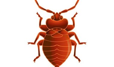 Leta igiye gufunga Hotel ndetse n'Amacumbi agaragaramo ibiheri