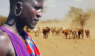 Perezida yavuze ko nta mushumba wemerewe kuragira inka afite Umuhoro