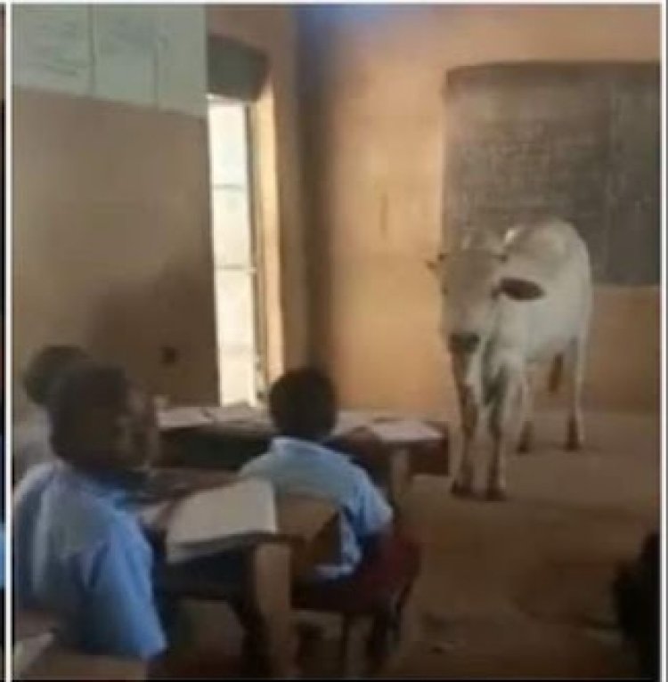 Umwalimu yatunguye abanyeshuri ubwo yazanaga inka mu ishuri