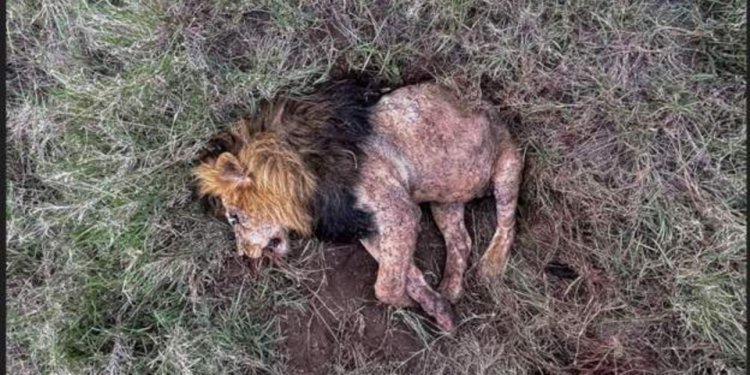 Intare zahiritse ubutegetsi zihitana umwami wazo