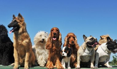 Hazabanza akarasisi k'imbwa mbere yo gushyingura Umunyamakuru Paul