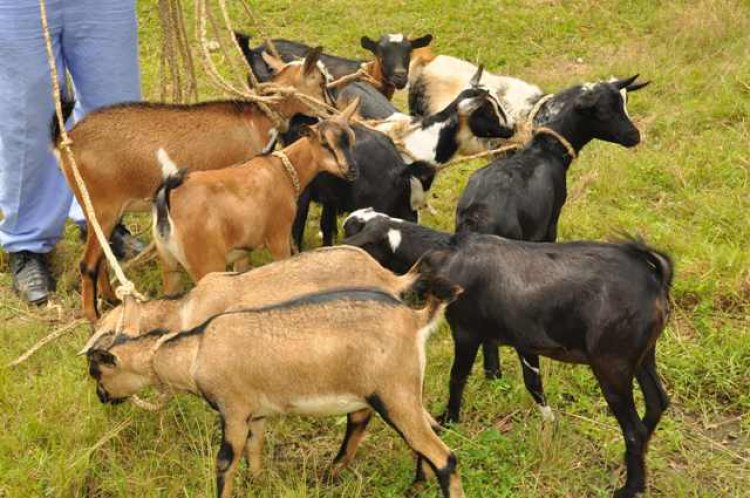 Pasiteri wibye ihene yavuze ko atazarushya urukiko