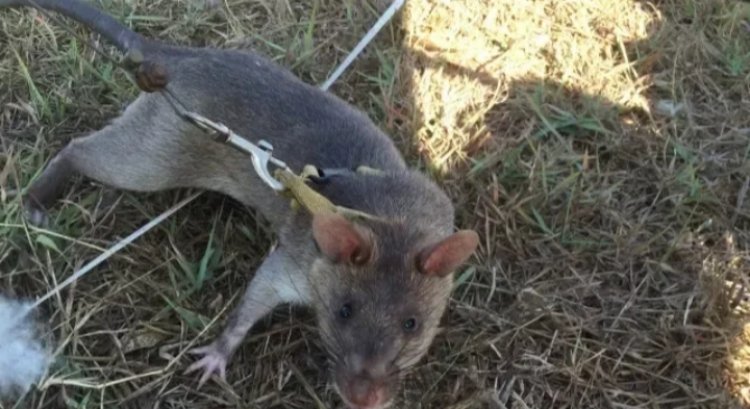 Imbeba 100 zashoje imyitozo zoherezwa mu butumwa bw'akazi