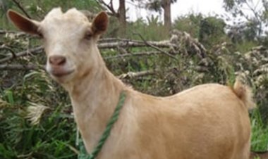 Hatangiye iperereza ku mupolisi wibye ihene