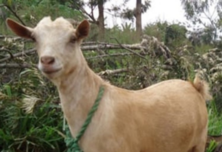 Hatangiye iperereza ku mupolisi wibye ihene